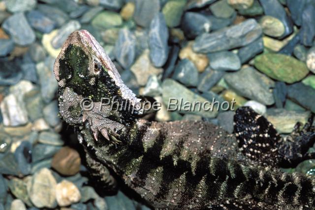 lezard 2.JPG - LézardThe Rainforest Habitat Wildlife SanctuaryPort DouglasQueenslandAustralie